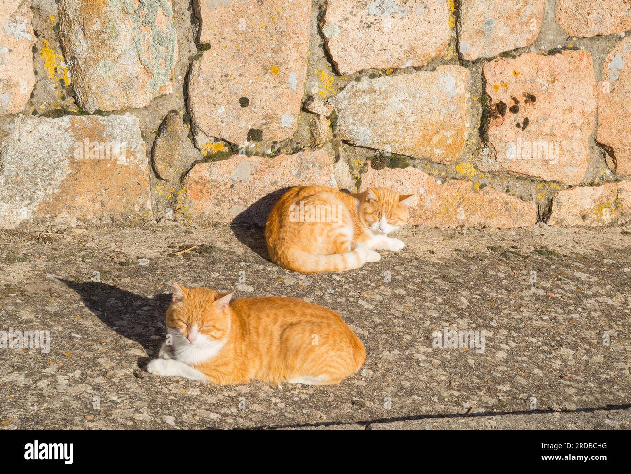Two tabby and white cats lying. Stock Photo
