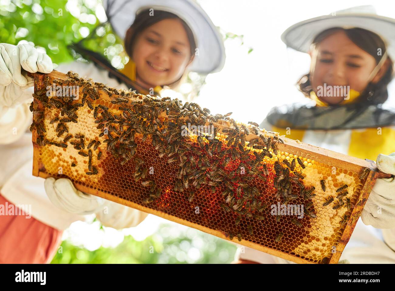 Low angle view of happy girls with honeycomb frame at apiary garden Stock Photo