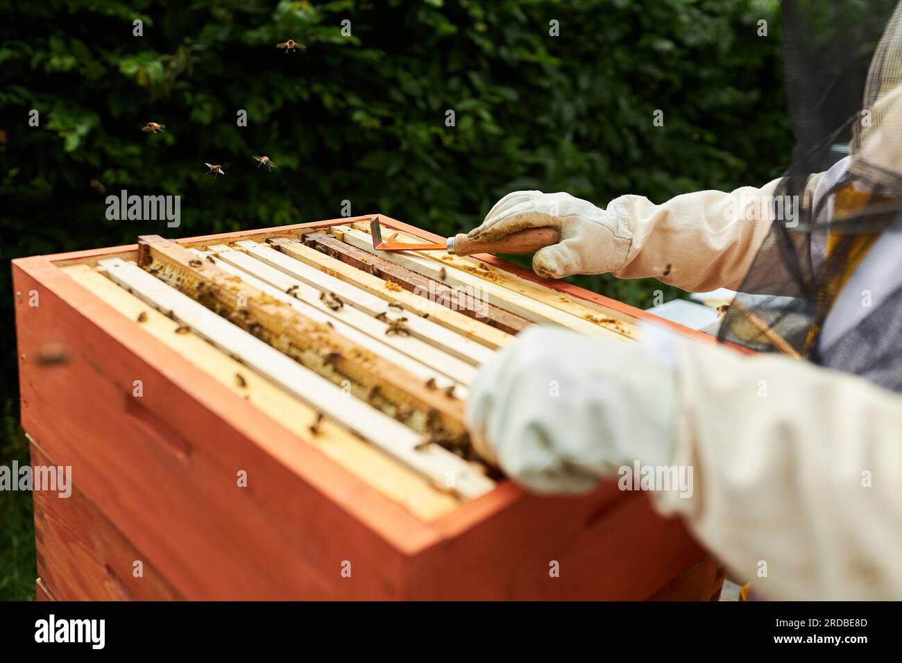 Cropped image of senior male beekeeper using hive tool on beehive at apiary farm Stock Photo