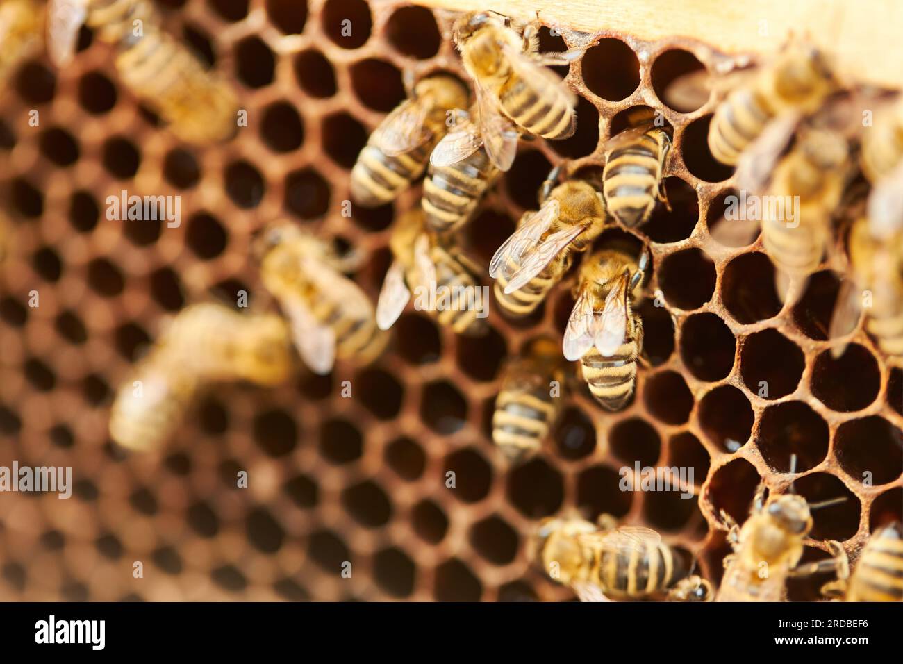 Bees on hexagon beehive entrance at apiary Stock Photo Alamy