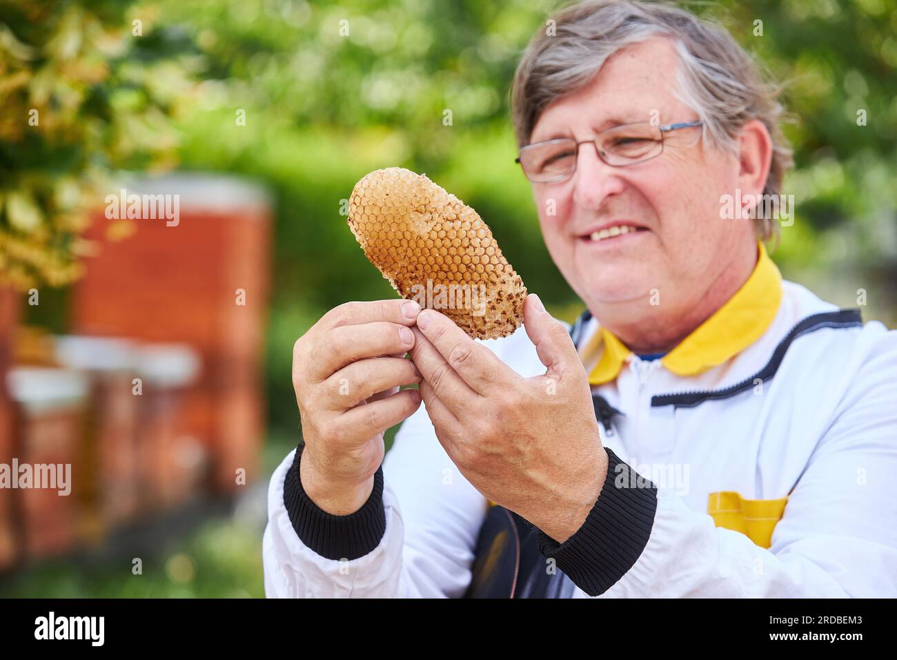 Smiling male apiarist analyzing honeycomb at apiary garden in summer Stock Photo