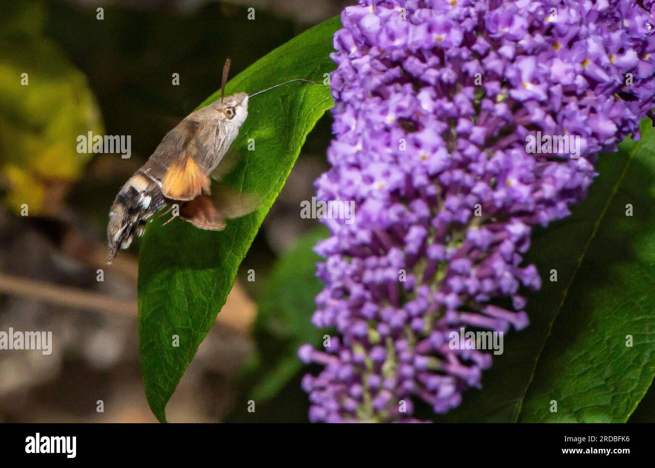 Preston, Lancashire, UK A hummingbird hawkmoth feeding on a buddleja