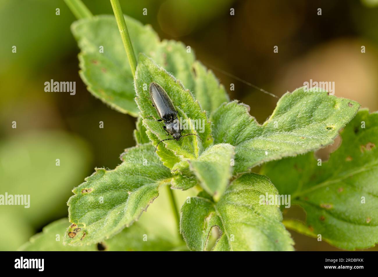 Beetle crawling on a stalk of grass .Insects are very active during the day.The Latin name for the beetle is Ctenicera pectinicornis. Stock Photo