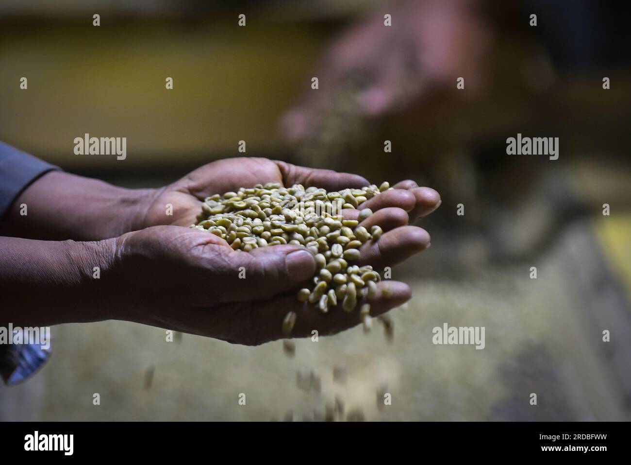 (230720) -- ADDIS ABABA, July 20, 2023 (Xinhua) -- A worker holds up a handful of coffee beans at Mullege Public Limited Company, a family-owned Ethiopian business engaged in coffee processing and export, in Addis Ababa, Ethiopia, July 1, 2023. China has held the position of Africa's largest trading partner for 14 consecutive years. Along the way, China and Africa collaboratively advance the development under the Belt and Road Initiative, opening up new avenues for cooperation. African coffee, known for its high quality, has made its way into the lives of Chinese consumers. In 2022, the Gaoqi Stock Photo