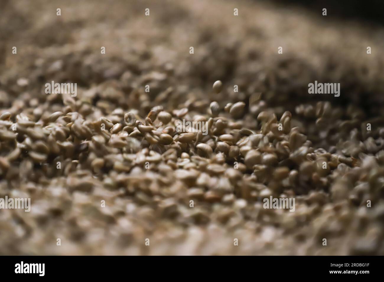 (230720) -- ADDIS ABABA, July 20, 2023 (Xinhua) -- This photo taken on July 1, 2023 shows coffee beans at Mullege Public Limited Company, a family-owned Ethiopian business engaged in coffee processing and export, in Addis Ababa, Ethiopia. China has held the position of Africa's largest trading partner for 14 consecutive years. Along the way, China and Africa collaboratively advance the development under the Belt and Road Initiative, opening up new avenues for cooperation. African coffee, known for its high quality, has made its way into the lives of Chinese consumers. In 2022, the Gaoqiao Gra Stock Photo