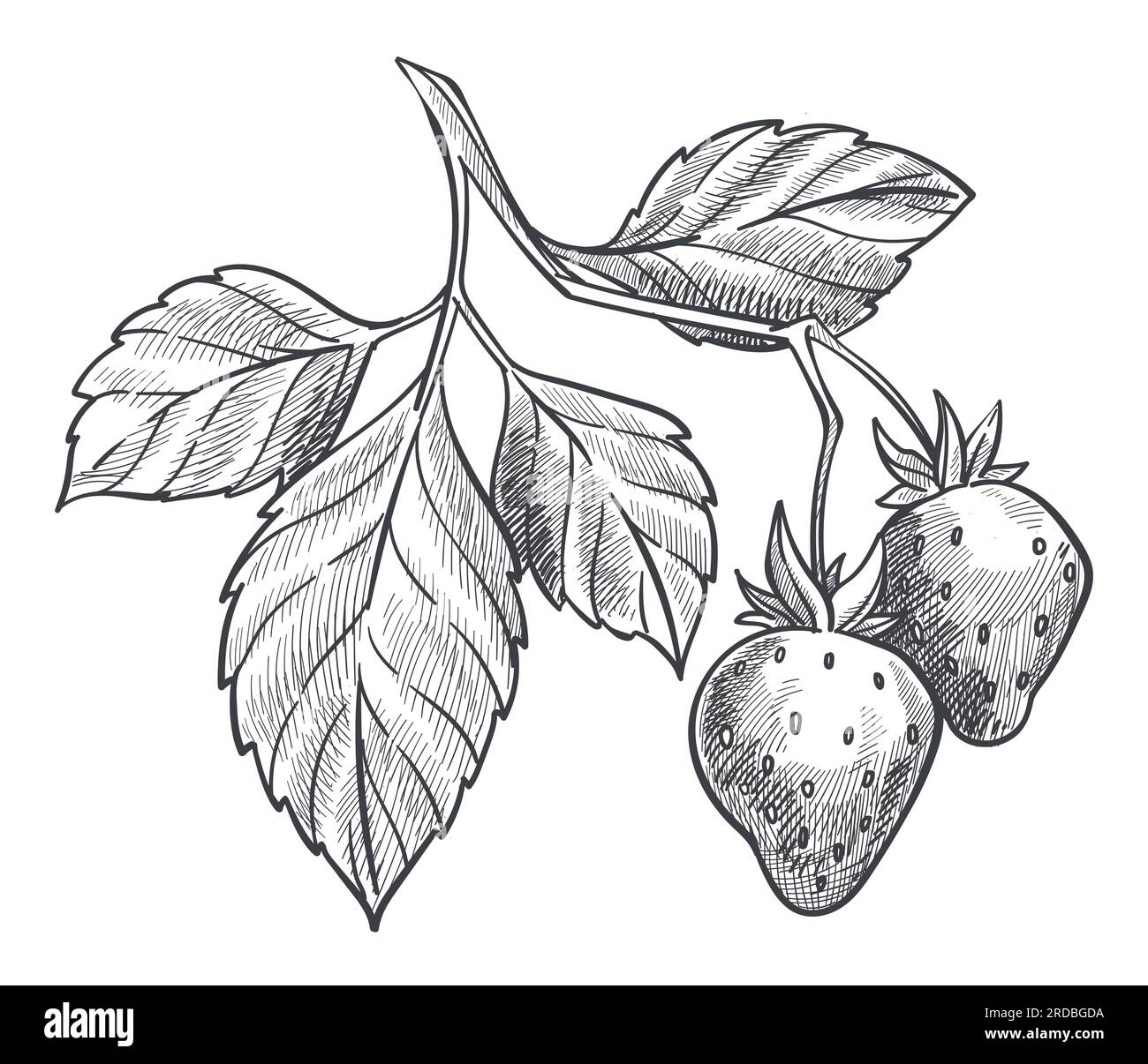 Strawberry plant with ripe berries and foliage Stock Vector Image & Art