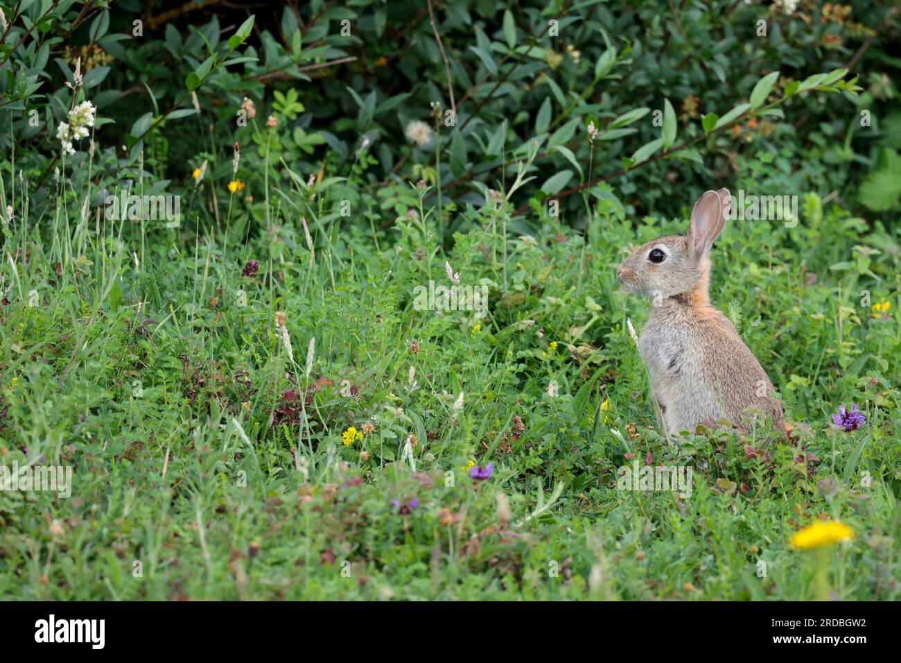 Rabbit Oryctolagus cunniculus, wild rabbit with grey brown fur long ears and  short fluffy tail larger back legs and feet and big eyes eats vegetation Stock Photo