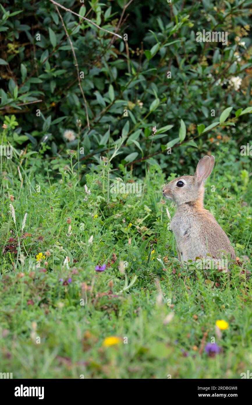 Rabbit Oryctolagus cunniculus, wild rabbit with grey brown fur long ears and  short fluffy tail larger back legs and feet and big eyes eats vegetation Stock Photo