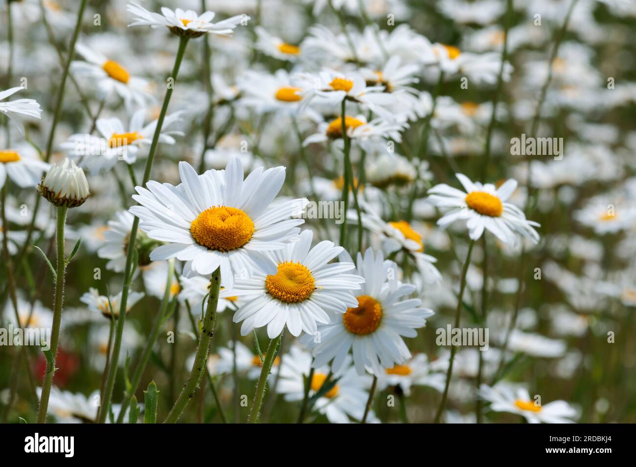 Oxeye daisies daisy Leucanthemum vulgare, with narrow long white petals