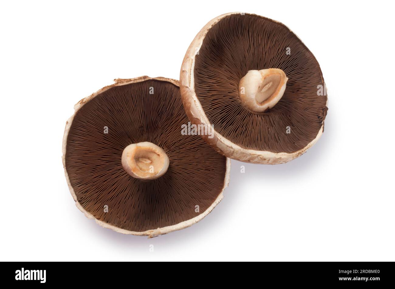 Studio shot of large portobello mushroom cut out against a white background - John Gollop Stock Photo