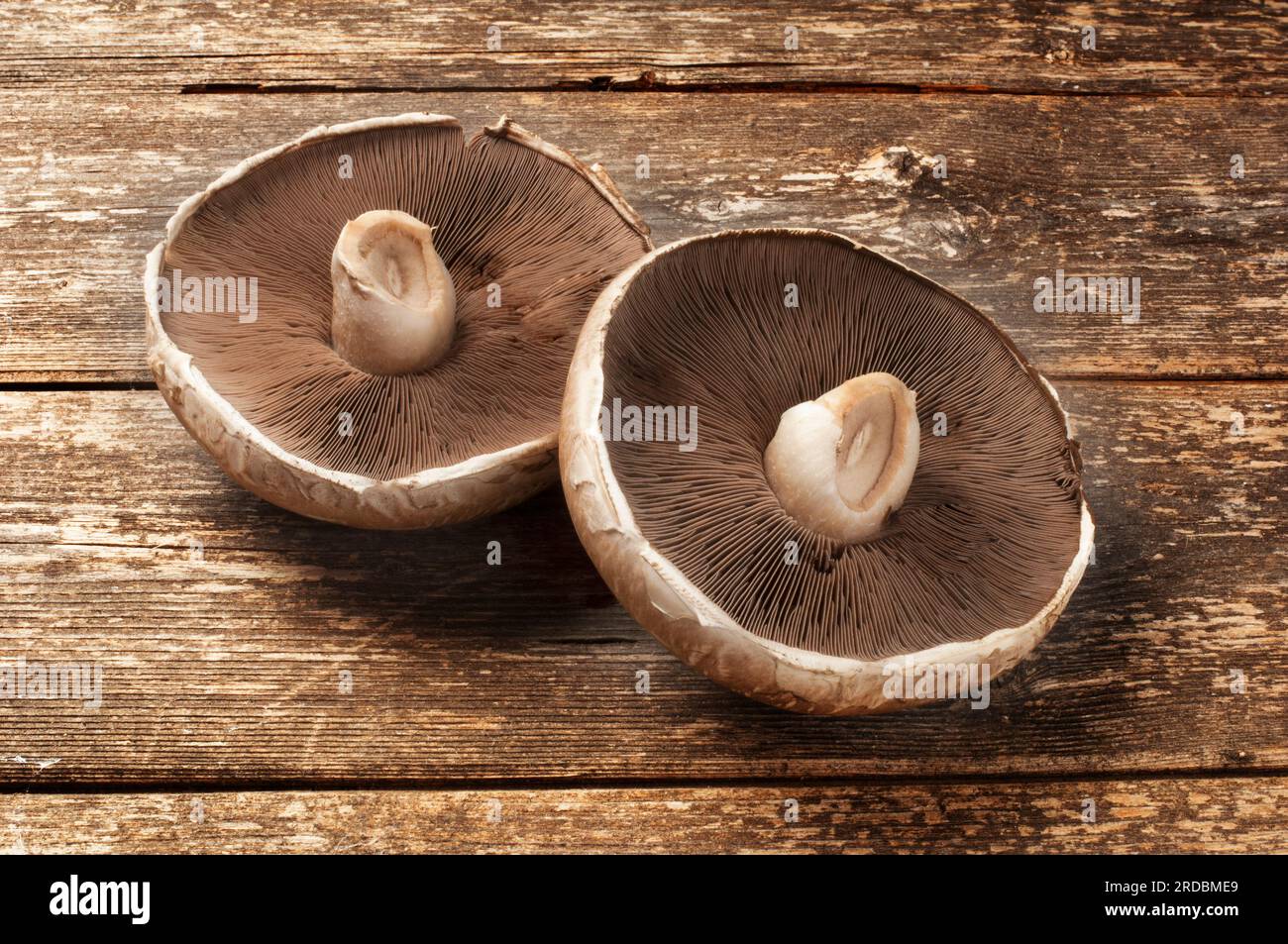 Studio shot of large portobello mushroom on a dark wooden background - John Gollop Stock Photo