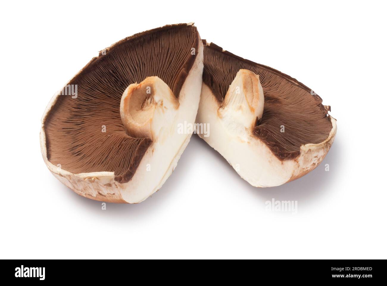 Studio shot of large portobello mushroom cut out against a white background - John Gollop Stock Photo