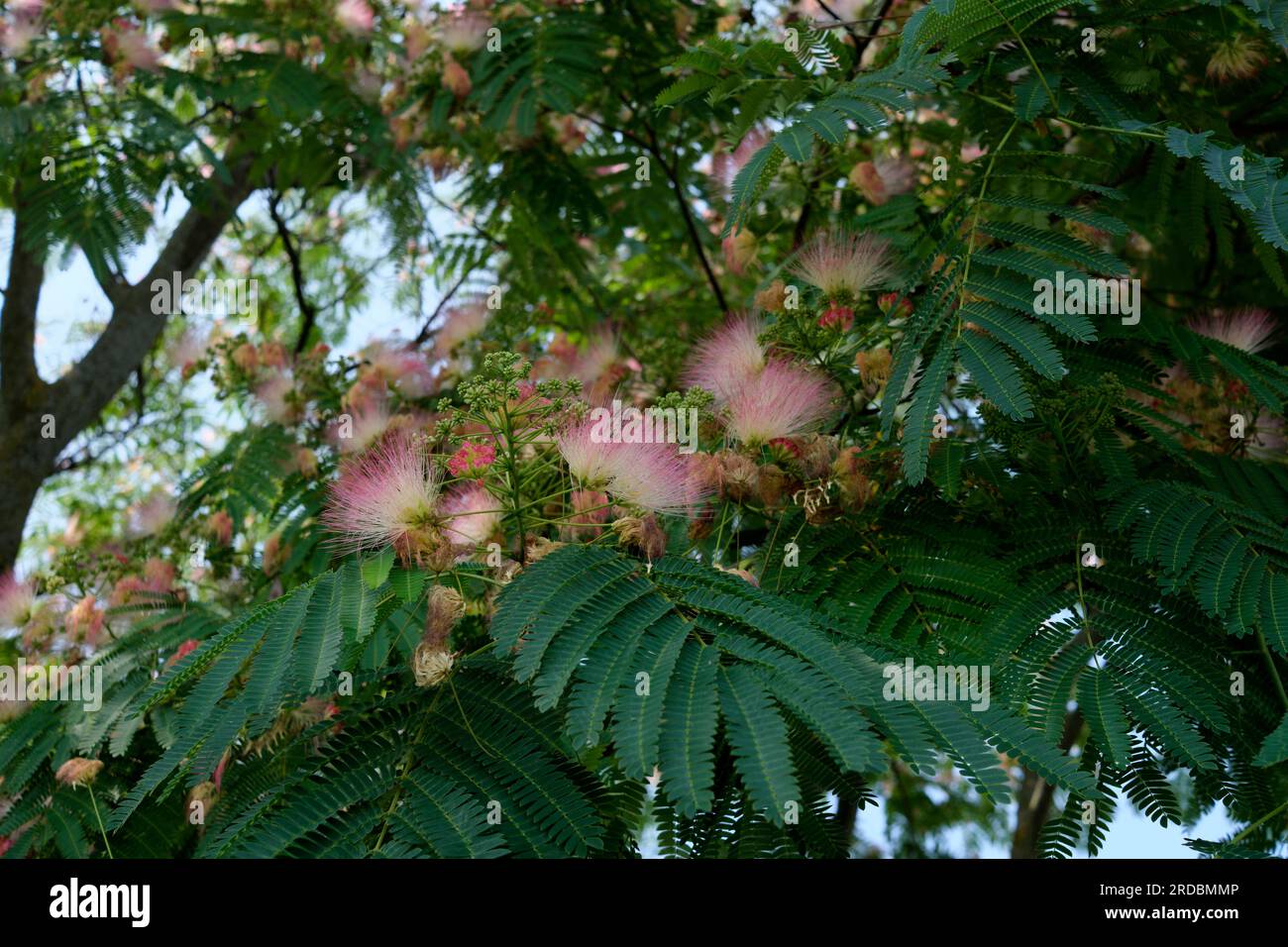 mimosa silk tree Stock Photo Alamy