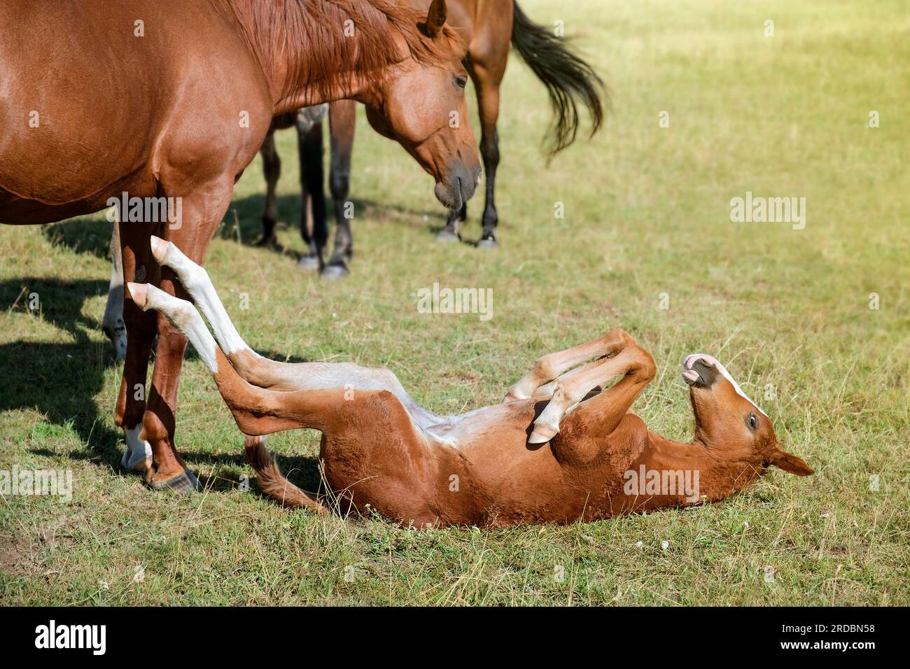 Portrait of a thoroughbred colt . Newborn horse. The beautiful foal is lying on his back in the grass. Sunny summer day. Outdoor. A thoroughbred sport Stock Photo
