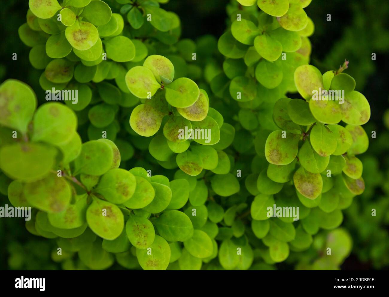 Barberry Thunberg grows in the garden. Green tree bearing fruit. Beautiful, golden barberry, garden decoration. Stock Photo