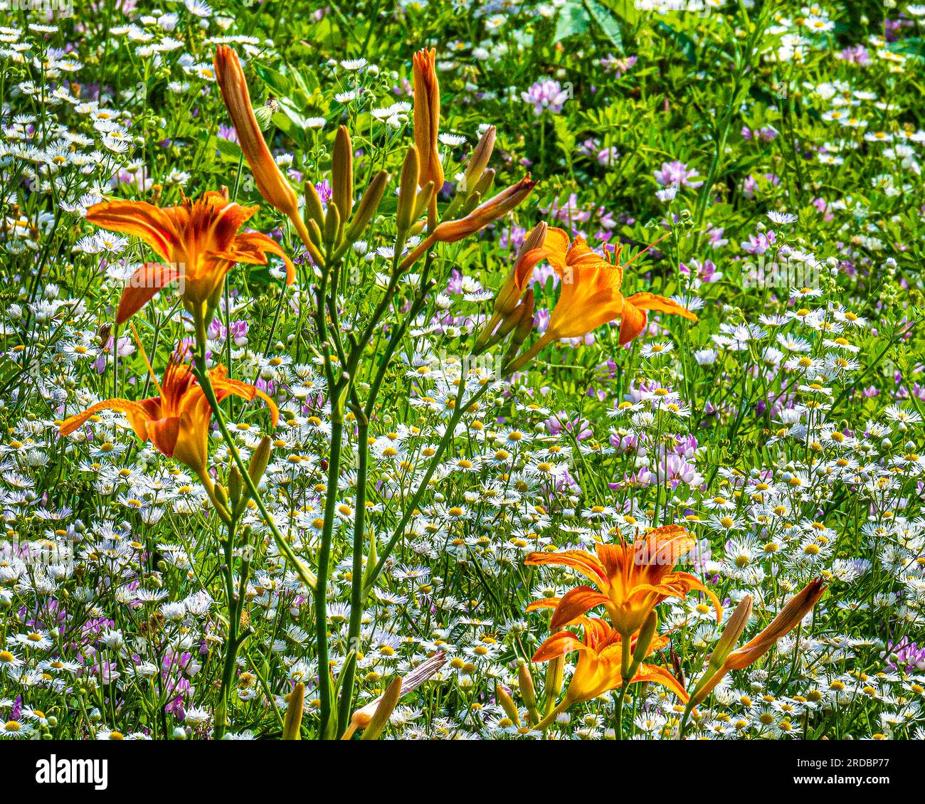 Forest vegetation. Glade of flowers. Walking through the forest in Canada, you can meet lush, colourful vegetation. Stock Photo