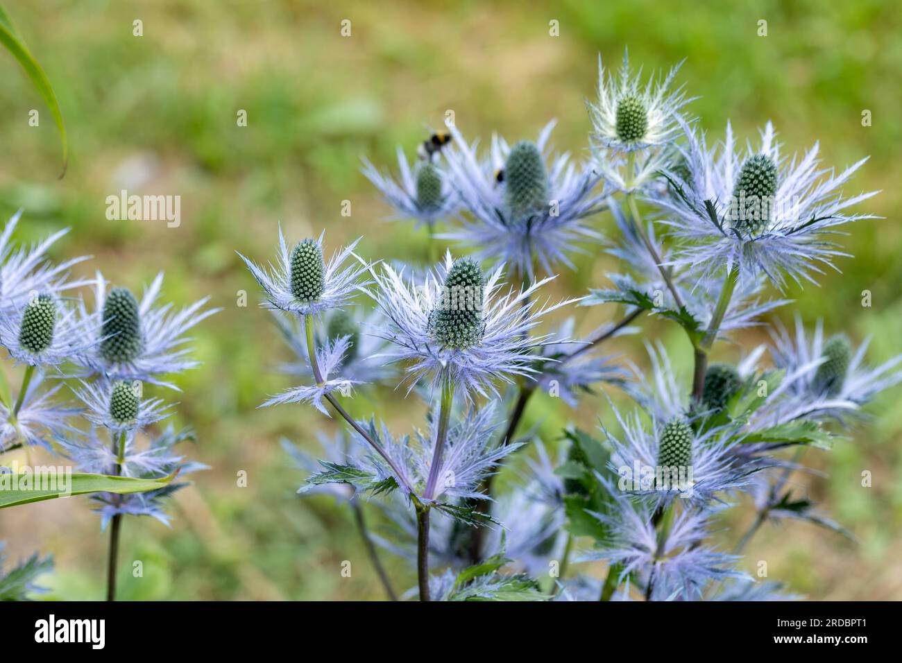 Eryngium alpinum 'Blue Star' also known as Blue Sea Holly Stock Photo