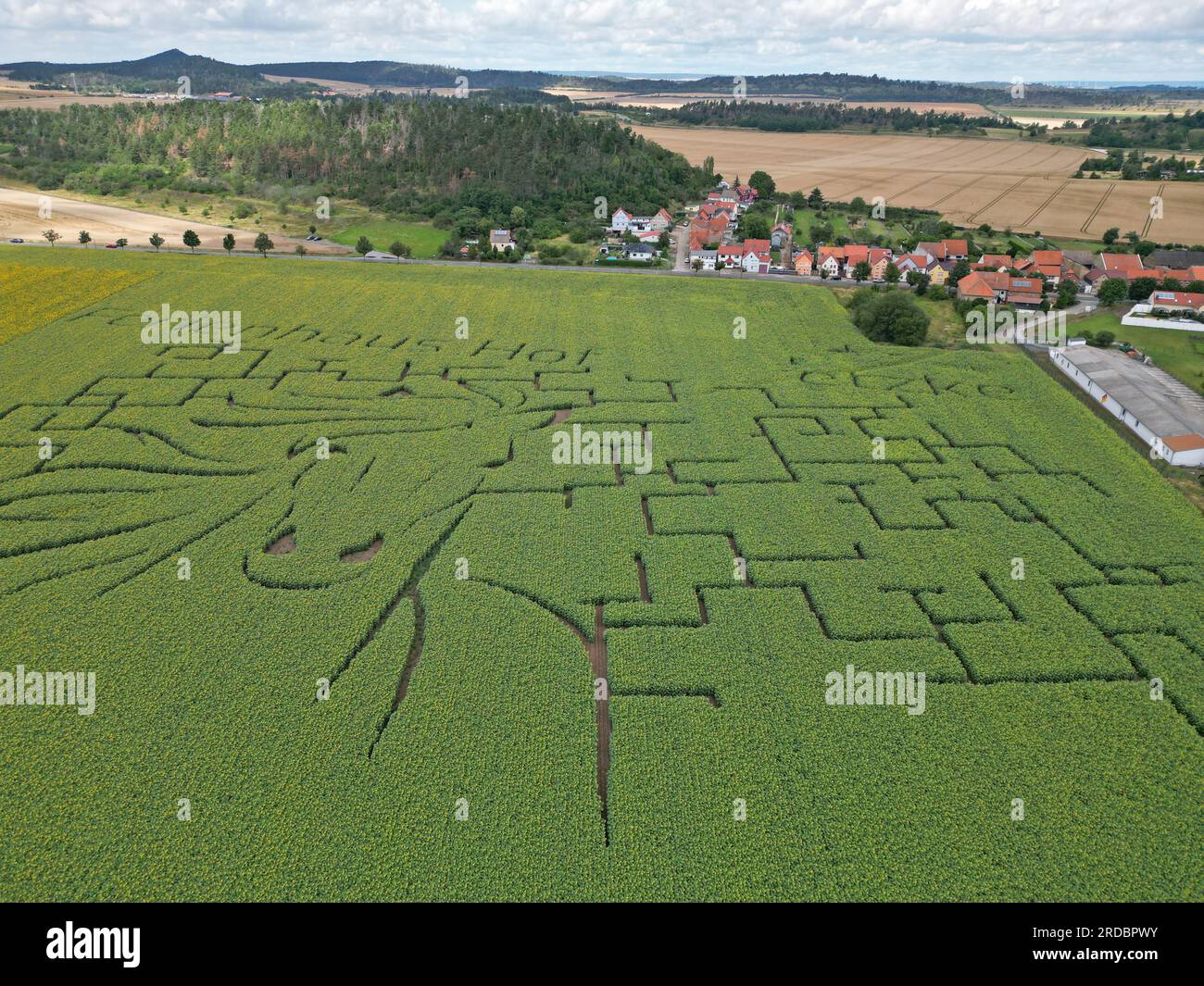 Thale, Germany. 15th July, 2023. View of a sunflower maze in a field