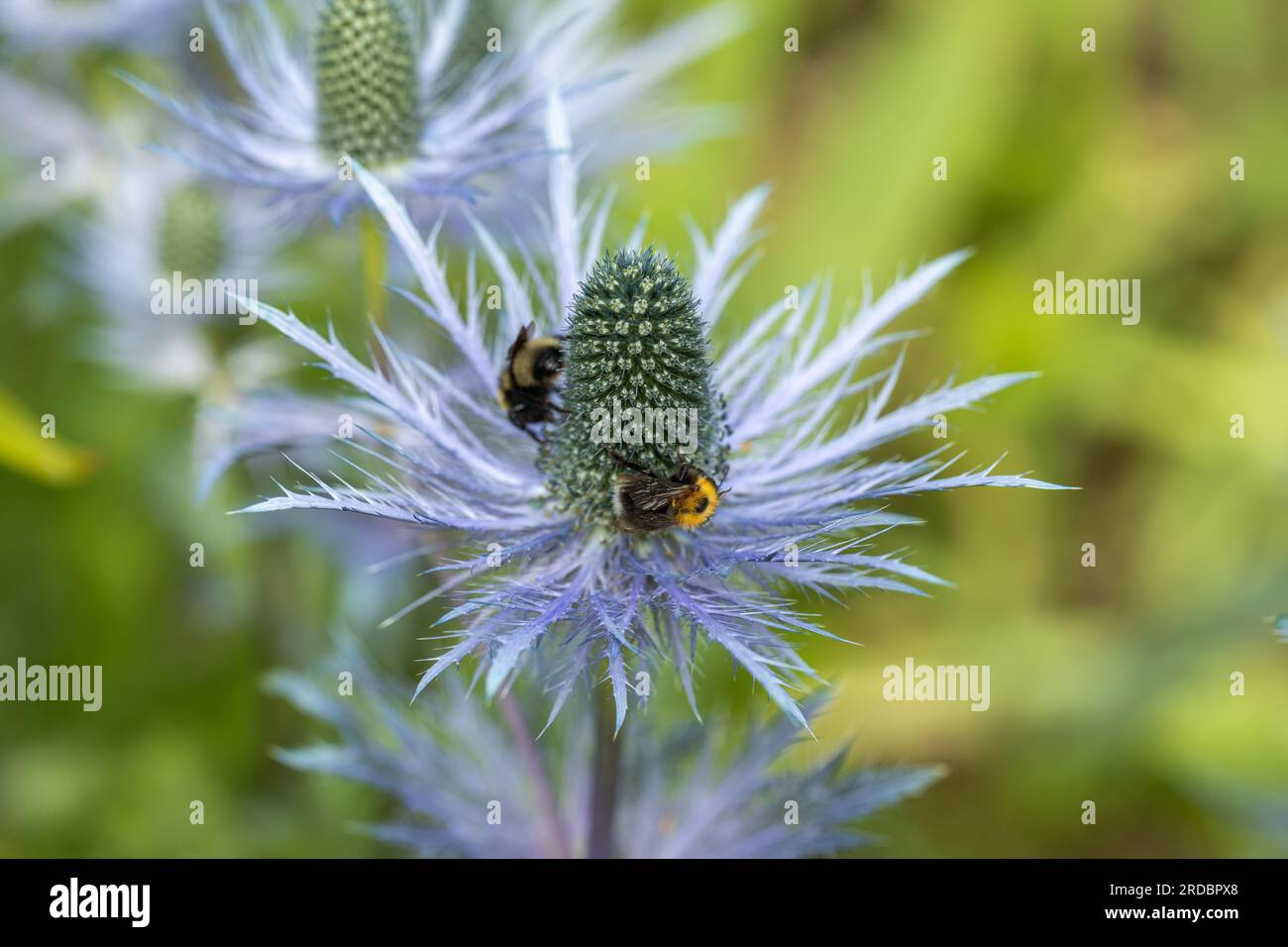 Eryngium alpinum 'Blue Star' also known as Blue Sea Holly Stock Photo Alamy