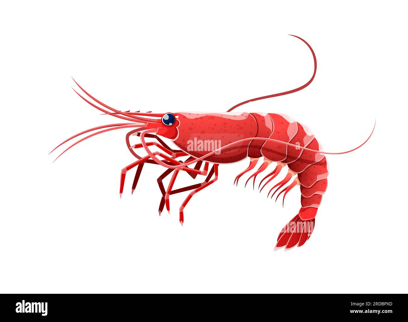 Cartoon shrimp or prawn sea animal. Isolated small crustacean with slender body covered with hard exoskeleton and long antennae, found in marine habitats, prized for succulent meat in culinary dishes Stock Vector