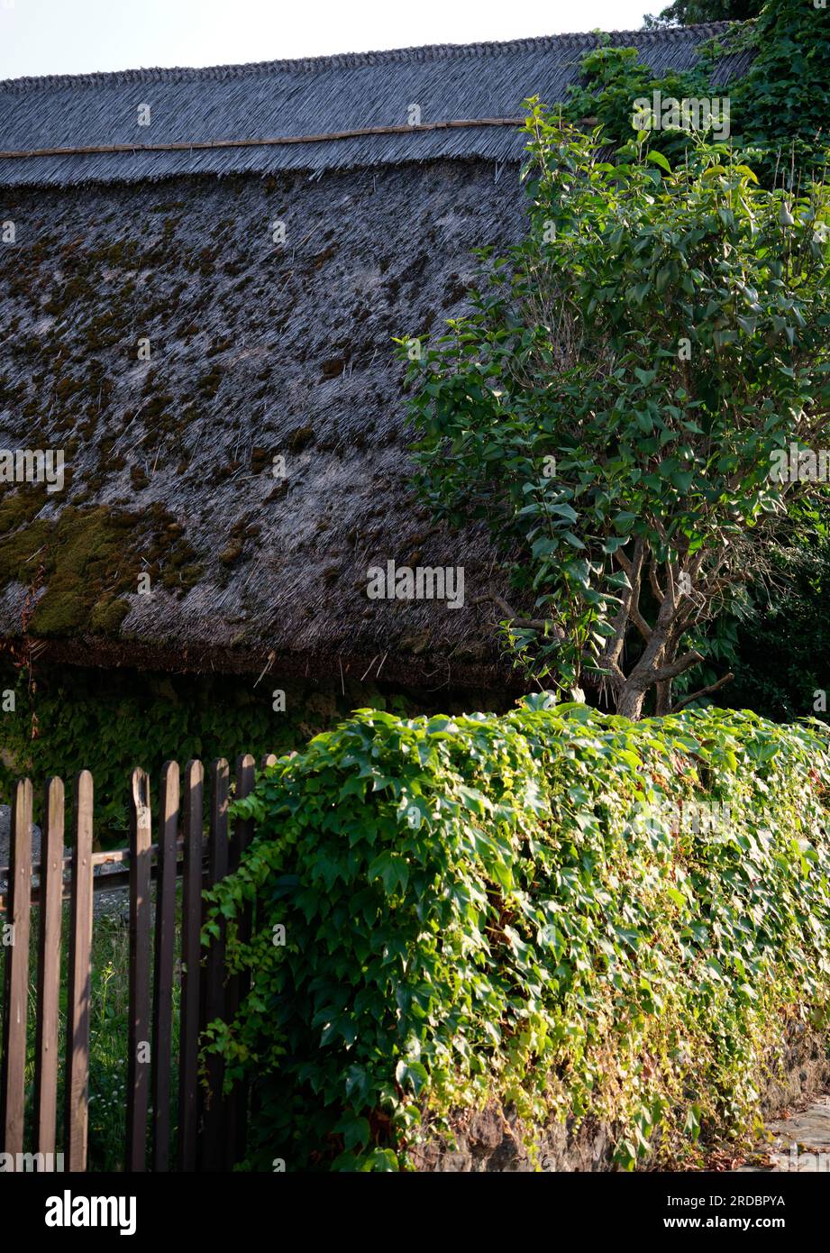 Thatch roof house covered in green vegetation Stock Photo - Alamy