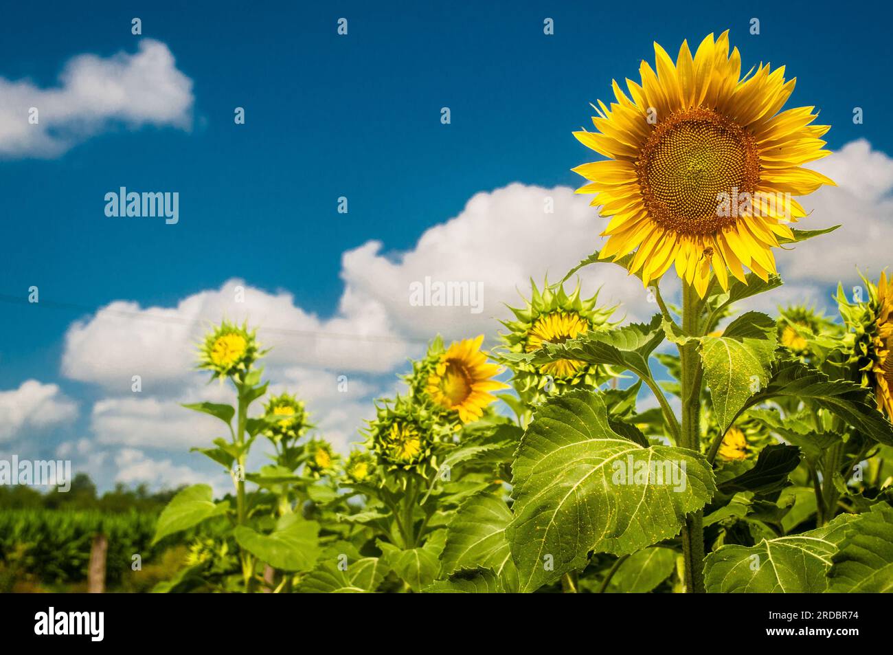 sunflower plantation Stock Photo