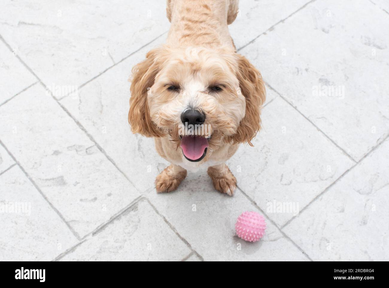 Dog wants to play hi res stock photography and images Alamy