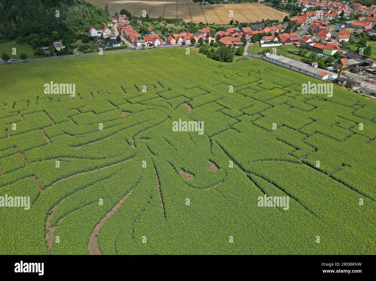 Thale, Germany. 15th July, 2023. View of a sunflower maze in a field