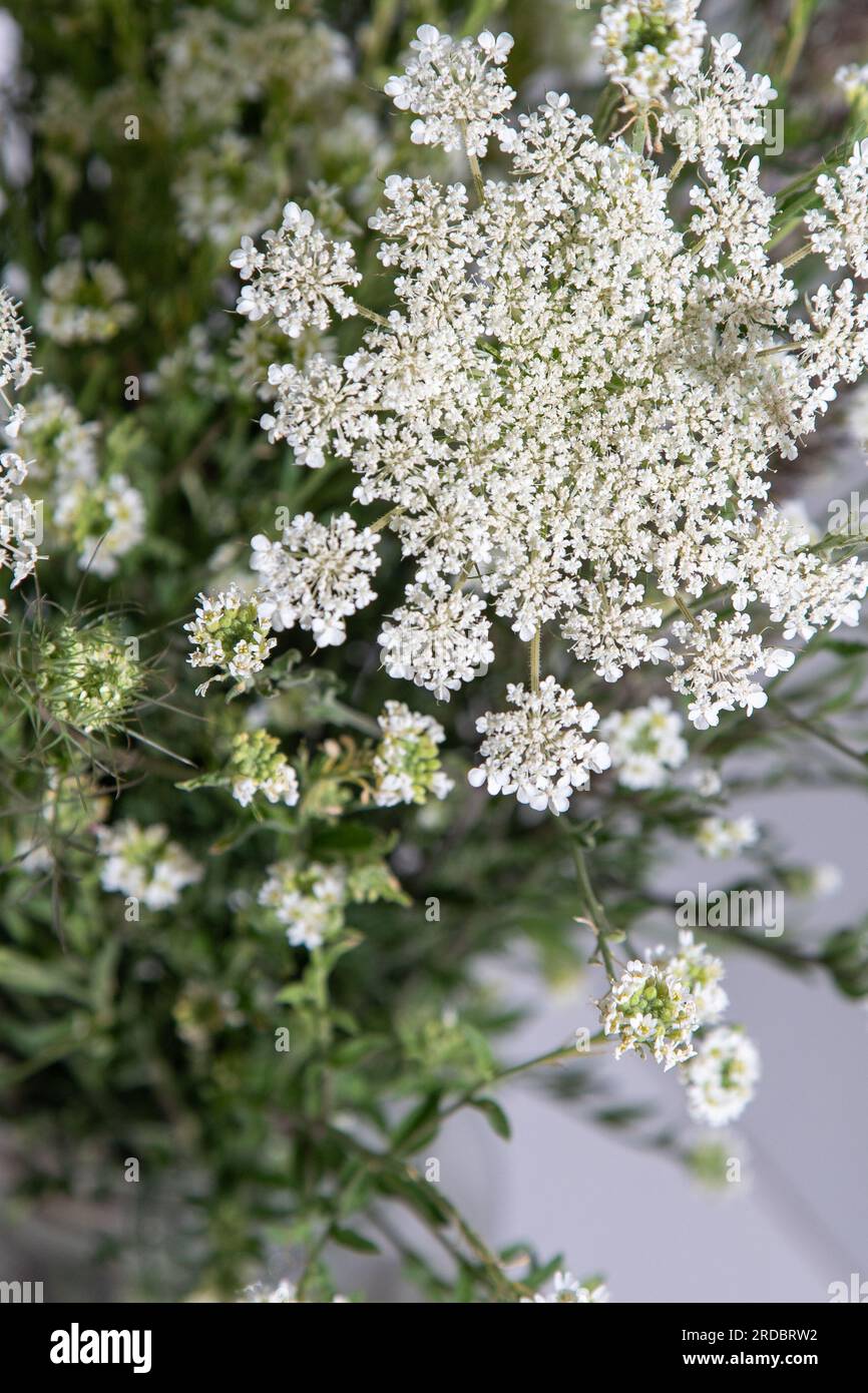 Bouquet of white flowers on a white background. Wild carrot and yarrow. Simple summer flower. Nature flora aesthetic. Petal bud. Floral botanical. Minimal style. Stock Photo