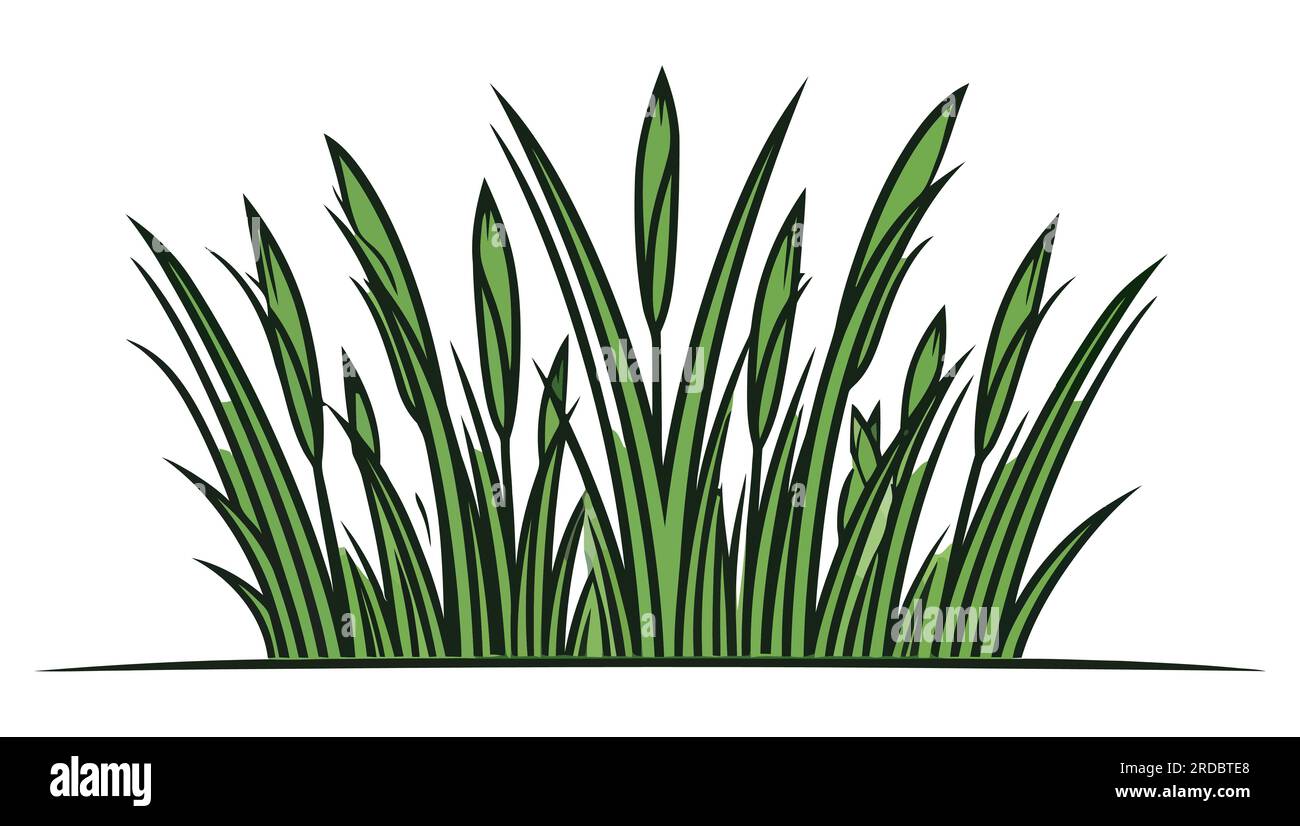 Green grass. Green grass silhouette isolated on a white background ...