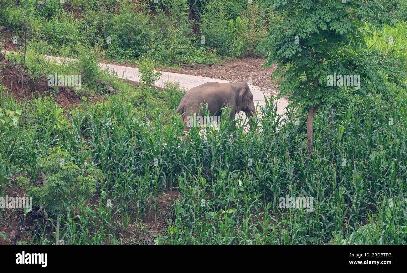 (230720) JIANGCHENG, July 20, 2023 (Xinhua) An Asian elephant is