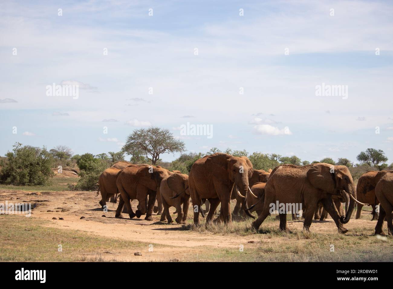 The great mighty red African elephants in Kenya in Tsavo east national park. Nice closeup of one of the Big Five. noble animals in the wild Stock Photo