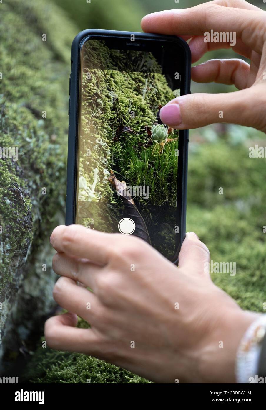 The girl photographs nature, moss flowers in the forest on a mobile phone, close-up. The concept of lifestyle, hobby. Stock Photo