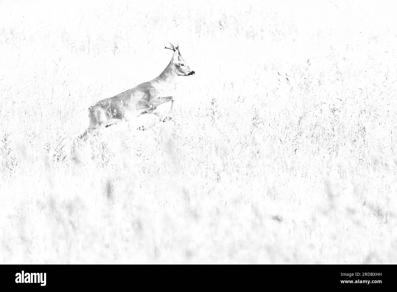 Black buck Black and White Stock Photos & Images Alamy
