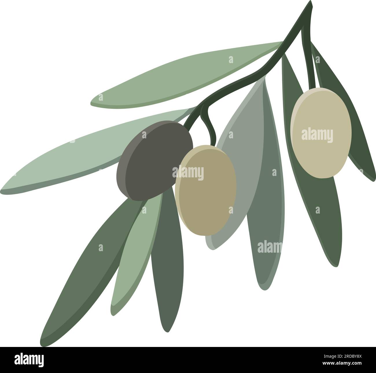 Olive branch with leaves isolated on white background. Vector ...