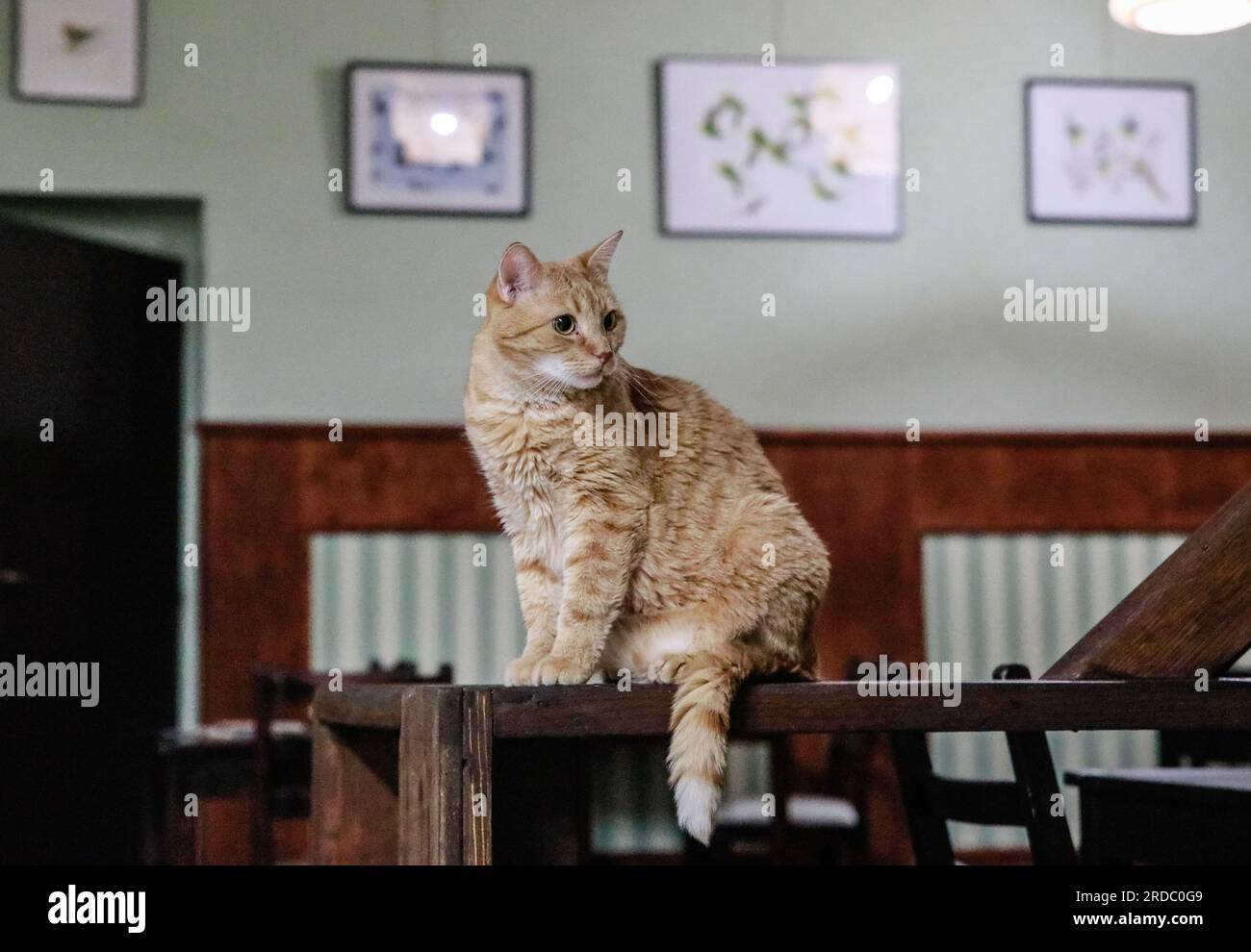 Brno, Czech Republic. 20th July, 2023. Cat in cat cafe Kockafe Schrodinger  in the former Livingstone