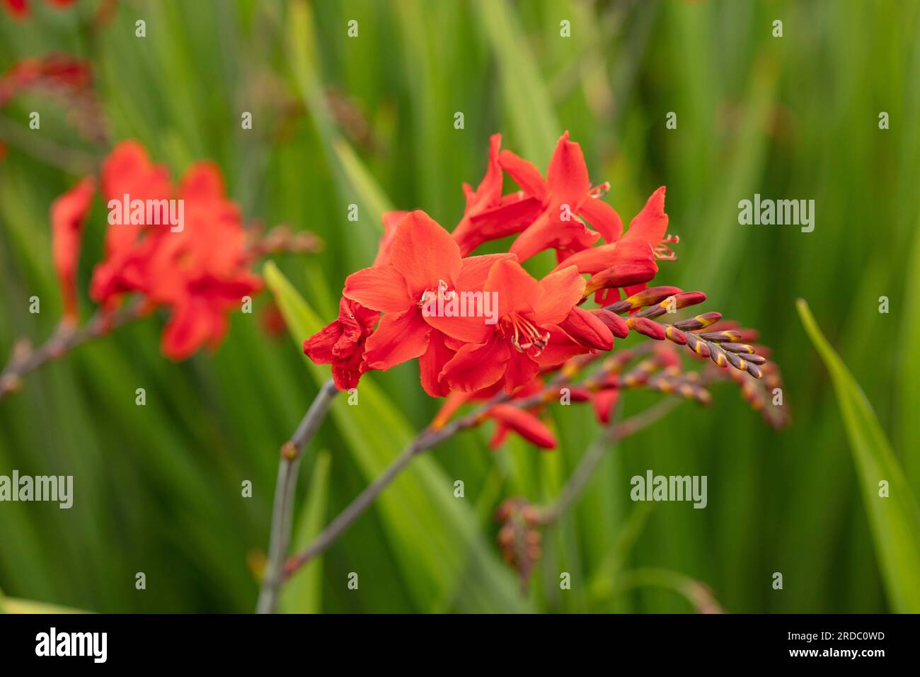 Natural close up flowering plant portrait of the stunningly beautiful