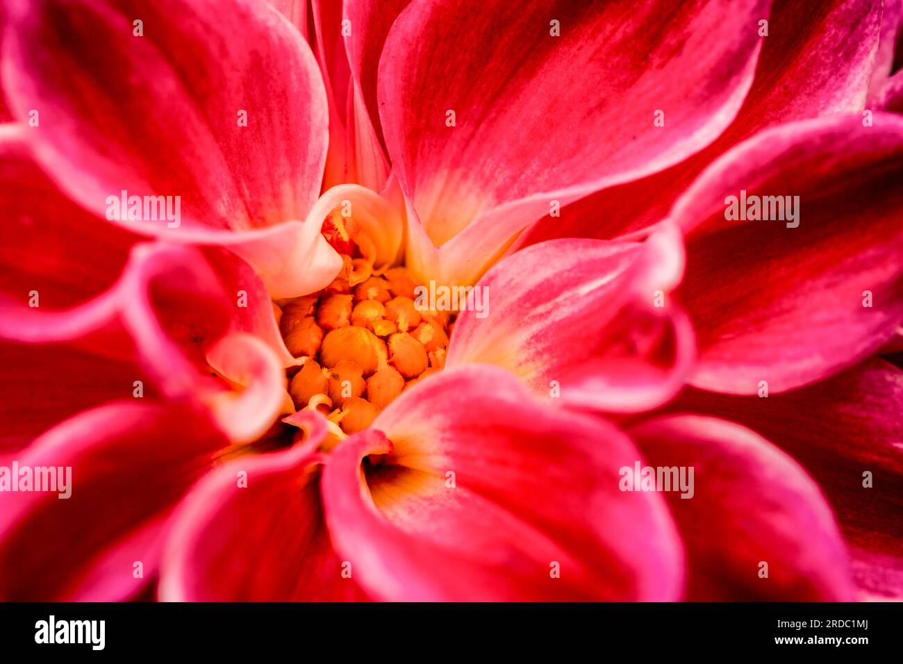 Natural Very Close Up Flowering Plant Portrait Of Dahlia Louise