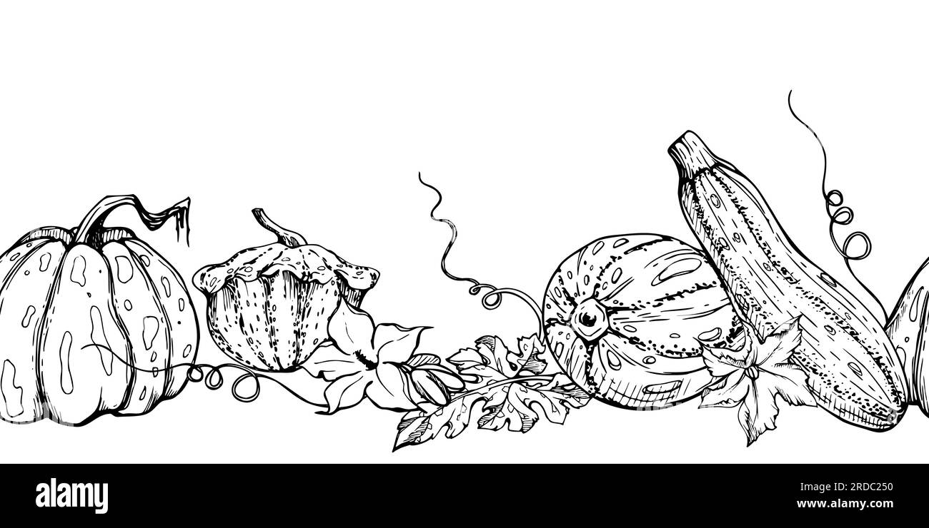 Hand drawn ink vector pumpkin gourd squash flower, tendrils and leaf