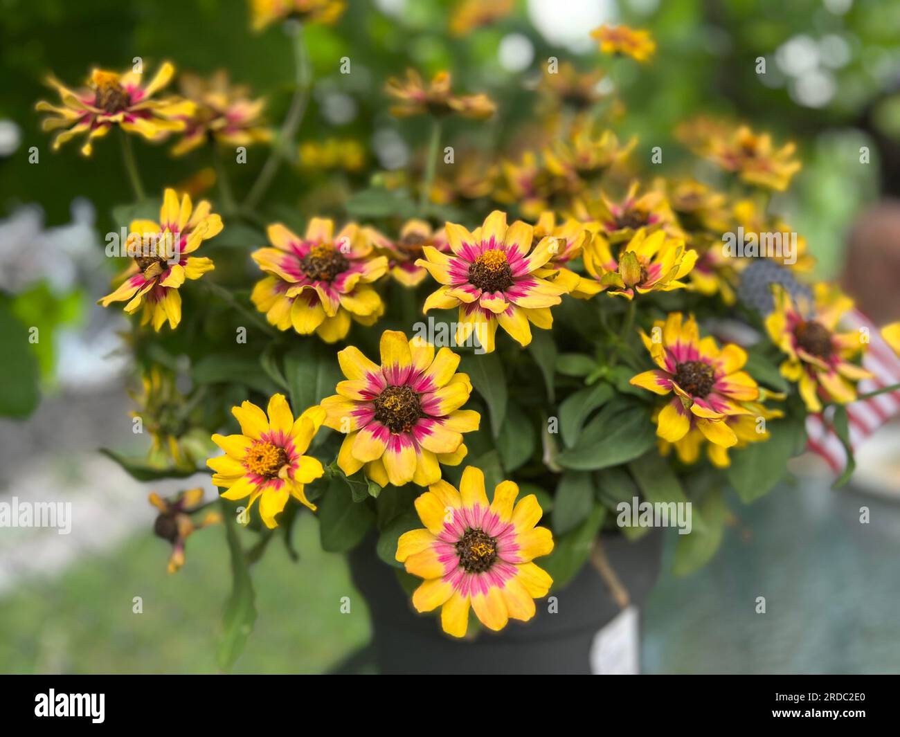 Yellow and Pink Zinnias in a Pot Stock Photo