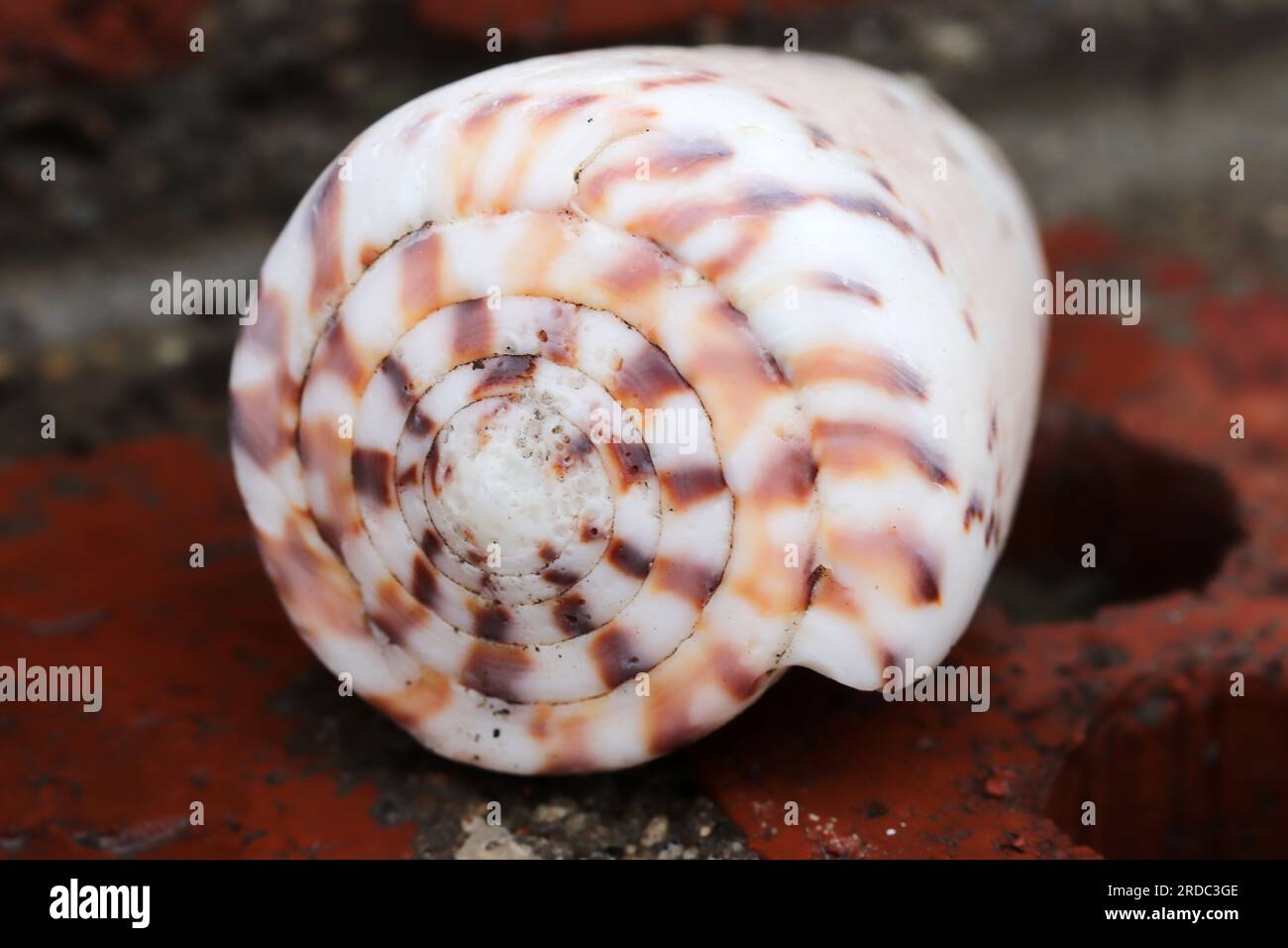 Single beautiful spiral white seashell with striped pattern. Stock Photo