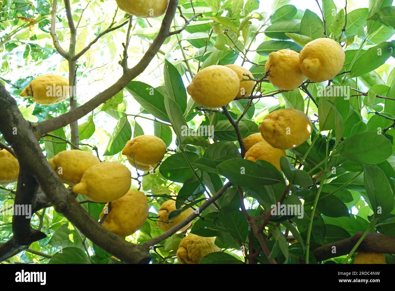 Lemon tree, Amalfi, Italy Stock Photo