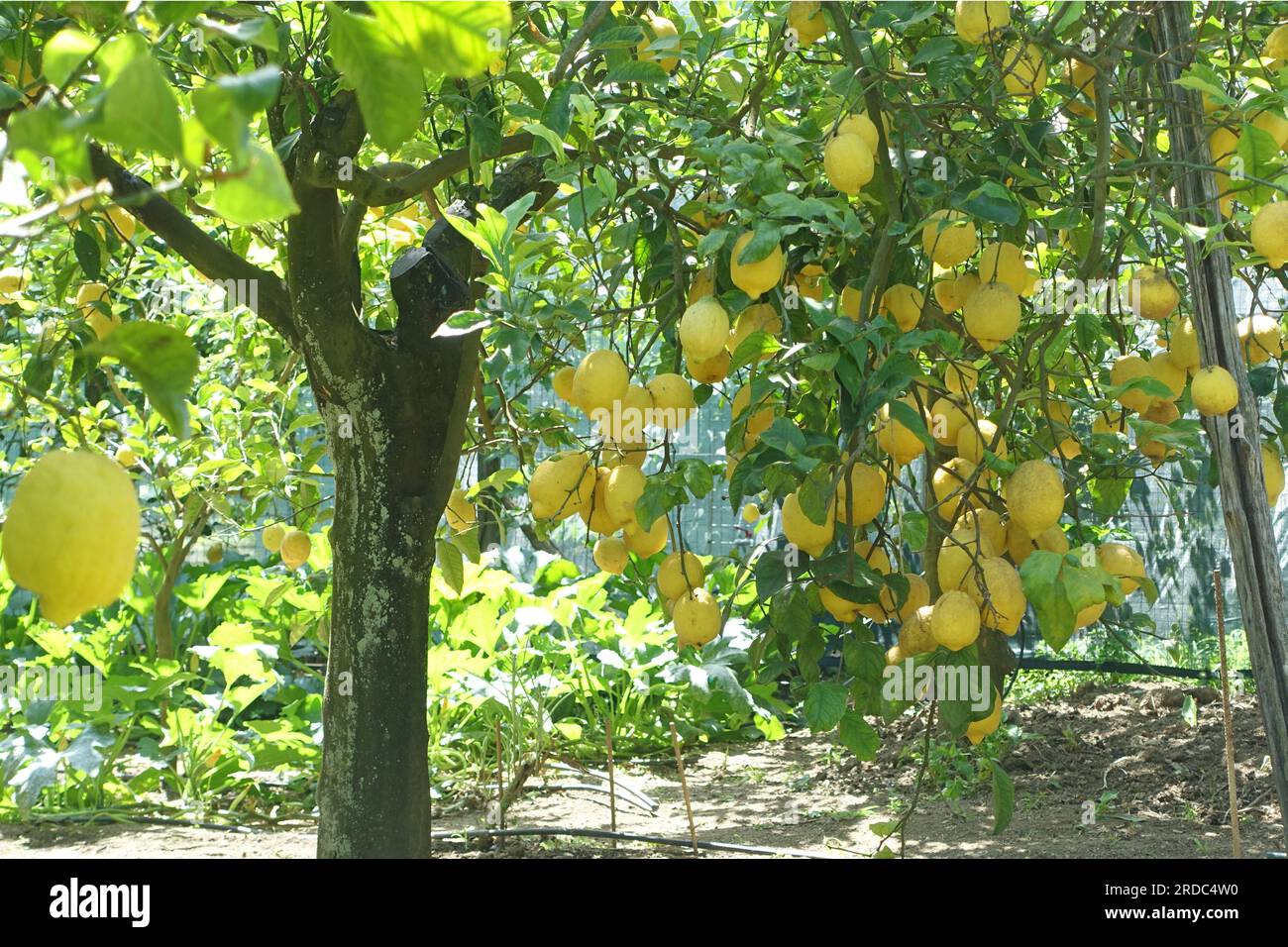 Lemon tree, Amalfi, Italy Stock Photo