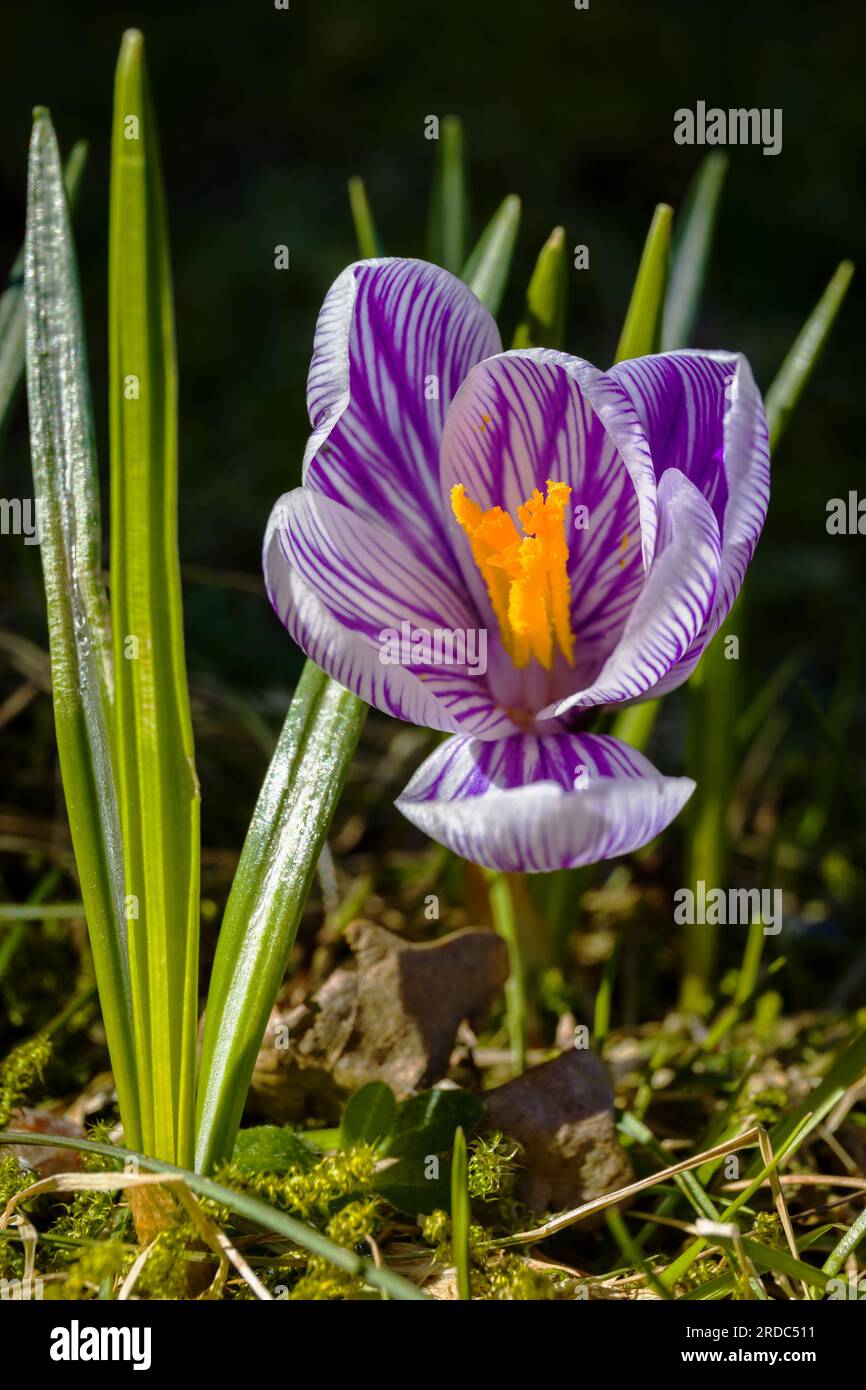 Crocus Vernus aka Spring Crocus or Giant Crocus Stock Photo