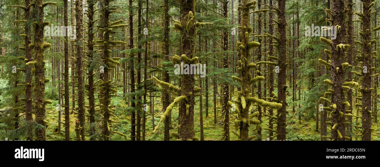 Olympic Peninsula Hoh Rainforest
