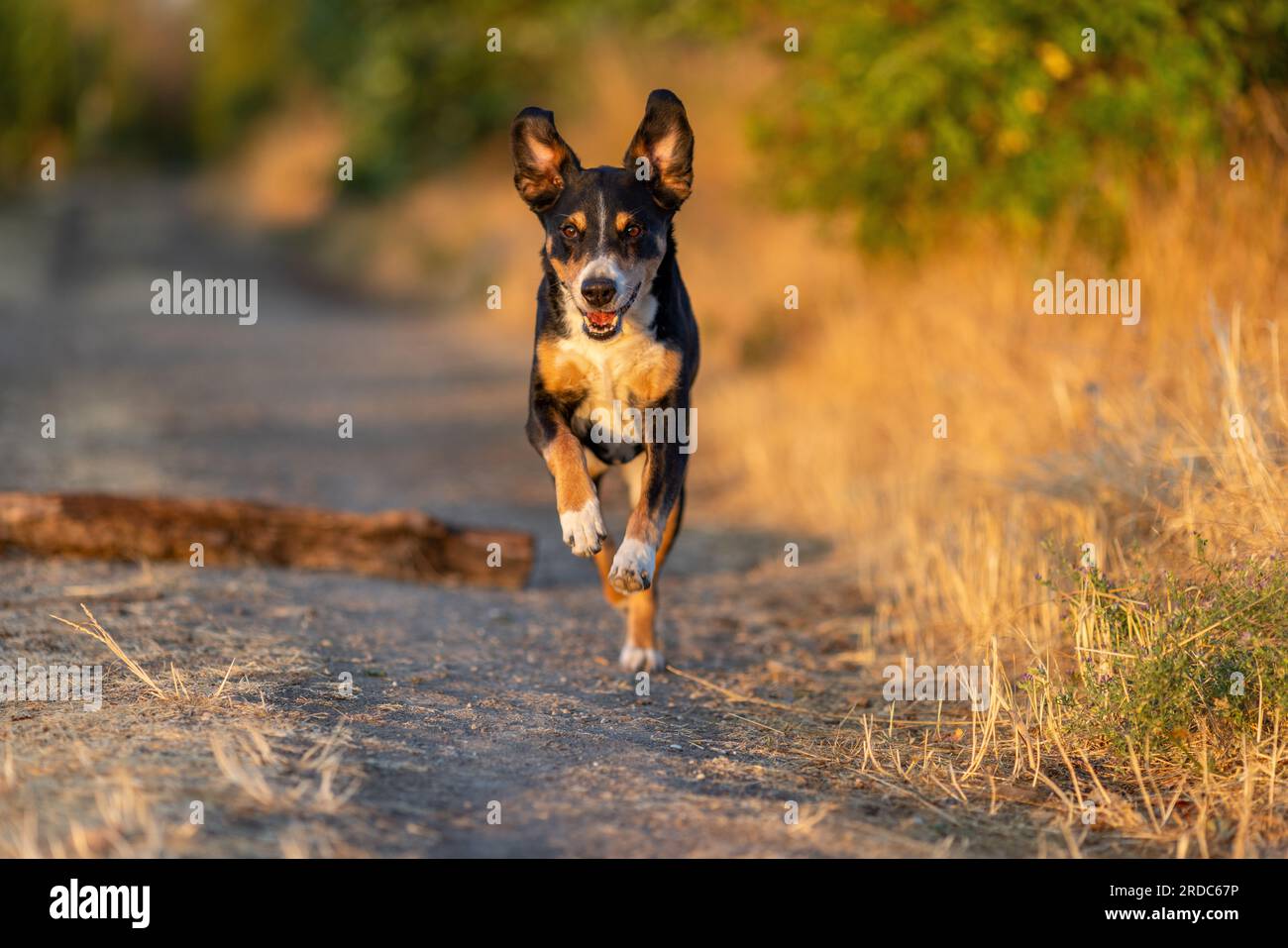 Funny child run dog hi-res stock photography and images - Alamy