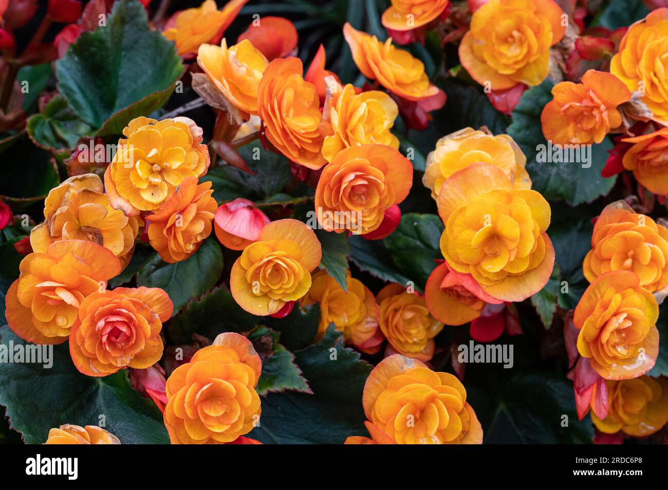 Tuberous Begonia flowering in a park in Norrköping during summer in Sweden Stock Photo