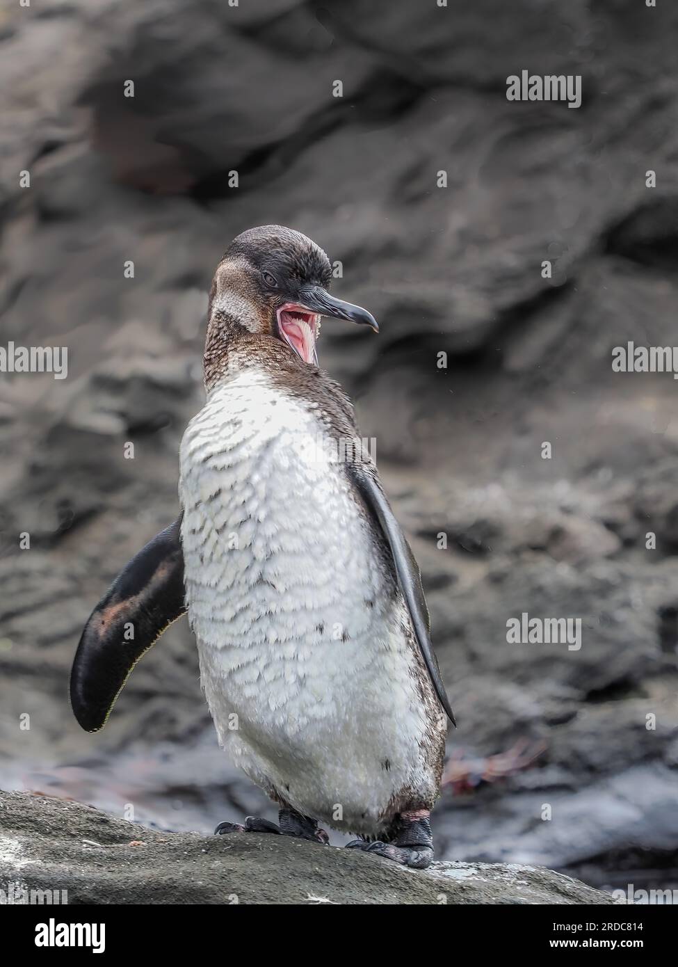 Penguin tongue hires stock photography and images Alamy