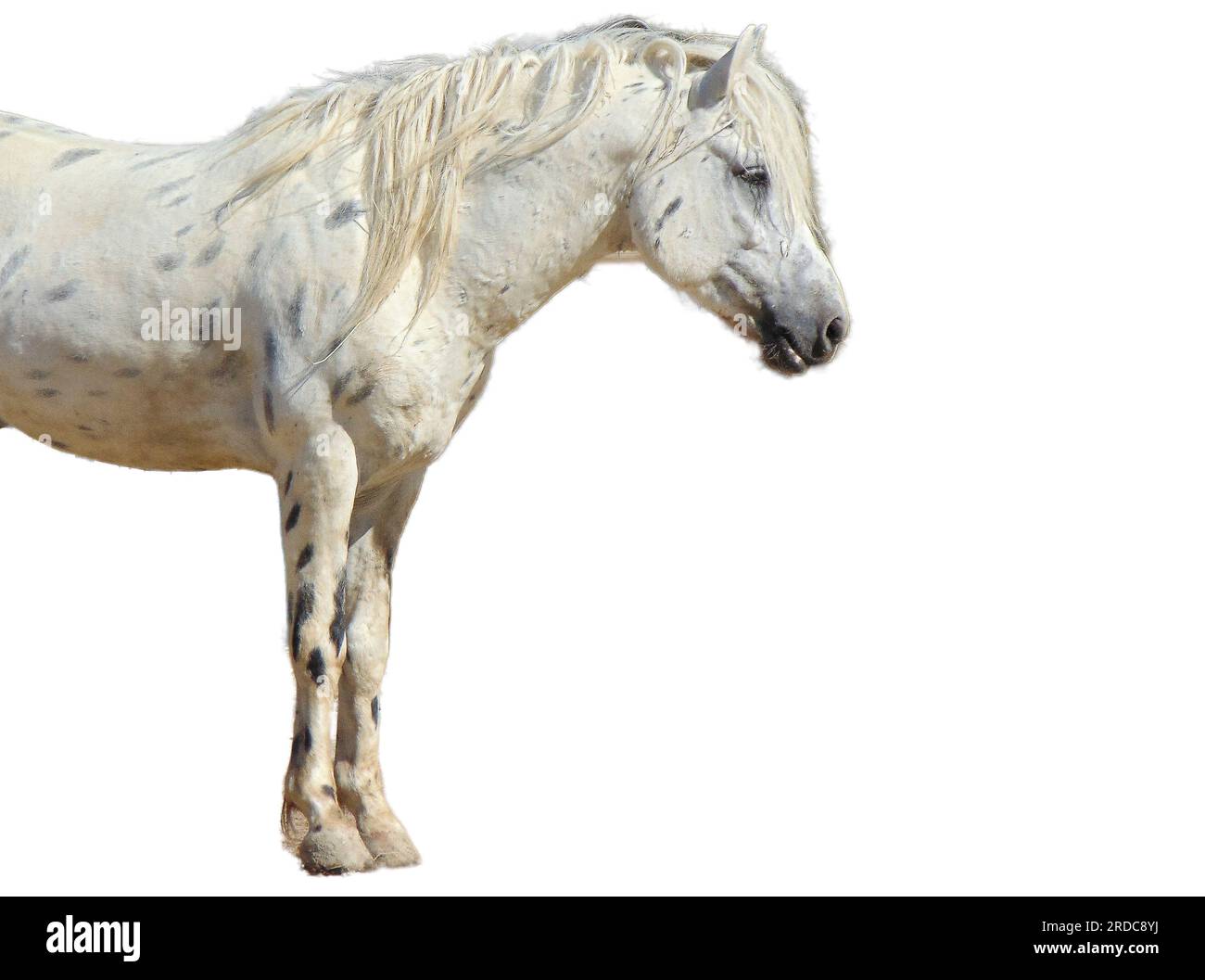 White horse with some black spots Stock Photo