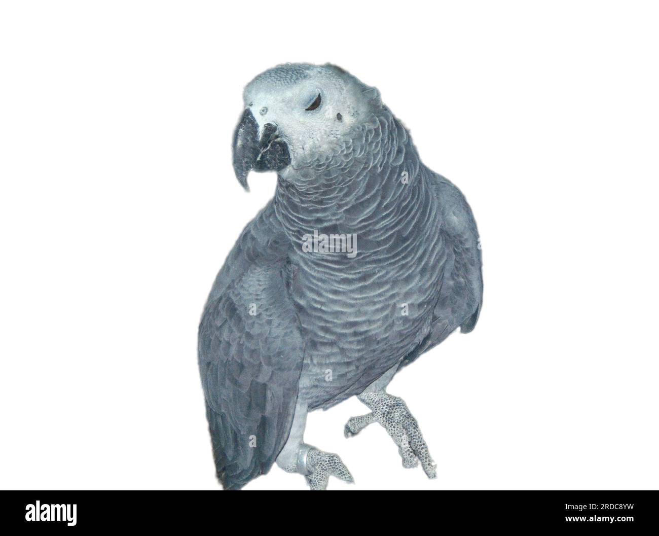 African grey parrot (Jako) isolated on white Stock Photo Alamy
